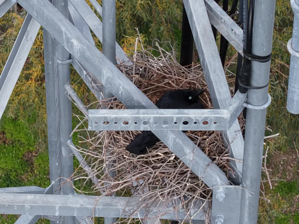 Bird Nesting In Communications Tower